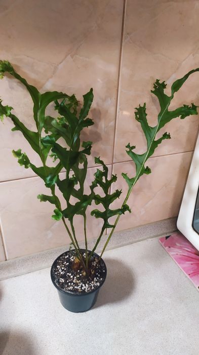 Продам папоротники