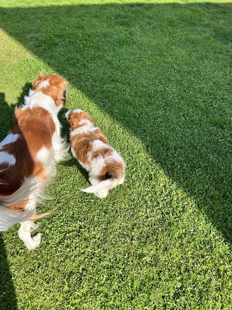 Kooikerhondje płochacz holenderski