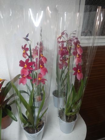 Декоративно листові квіти та орхідеї