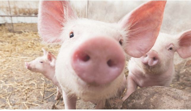 Свиньи полутушами без ГМО,натуральные корма