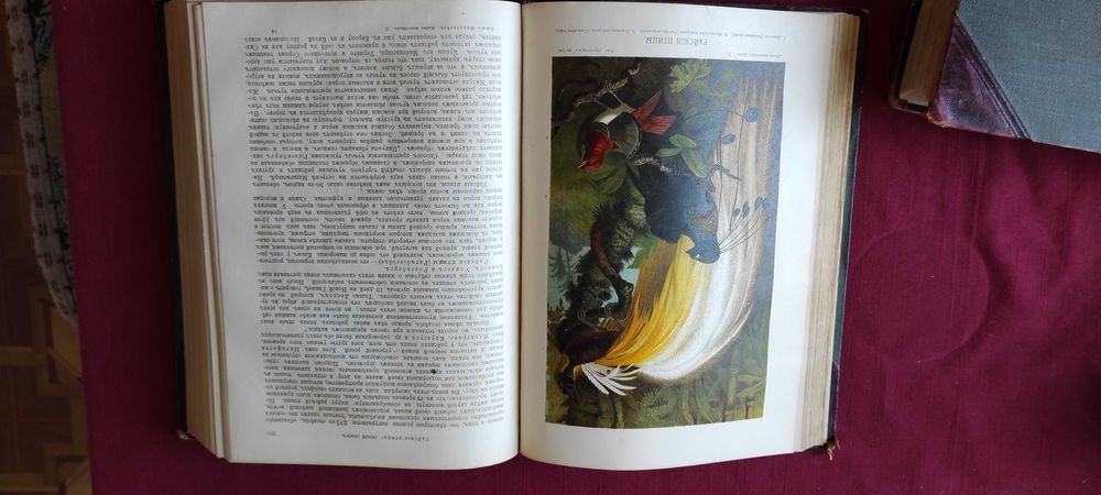 Жизнь животных Брэма. В трех томах. 1904 г.