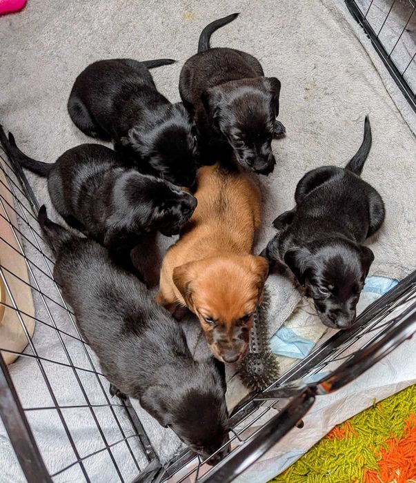 REZERWACJA! Oddam 6 słodkich szczeniaków