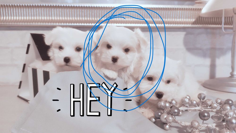 Maltańczyk mini suczka Warszawa maltańczyki