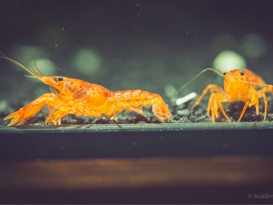 Rak CPO PAKIET 5 szt (3 samice+2 samce) Ketrab