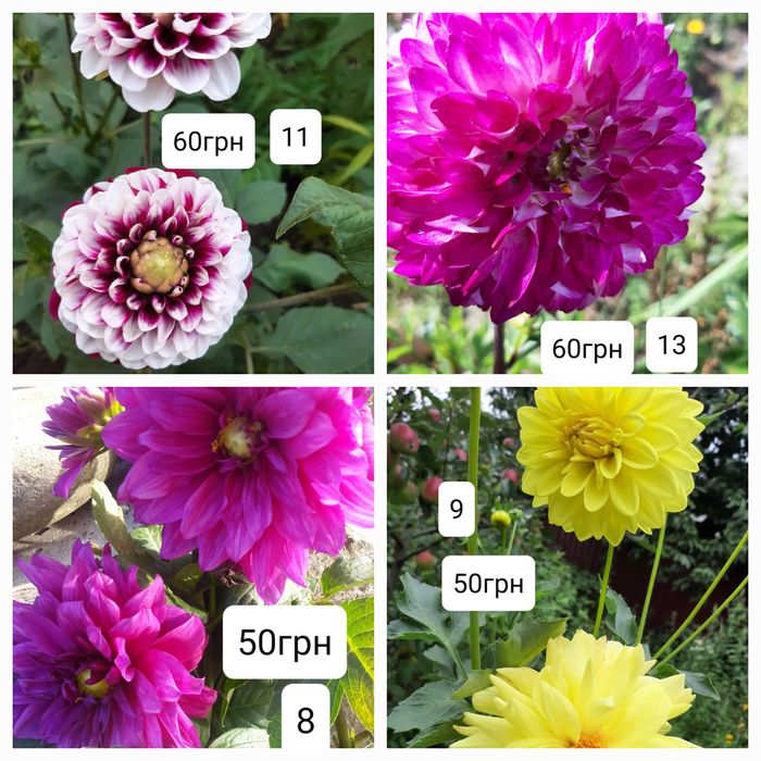 жоржини (георгини)