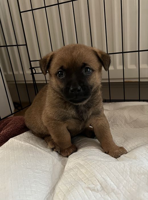 Szczeniaczek szuka domu