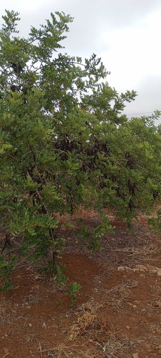 Alfarroba do Algarve