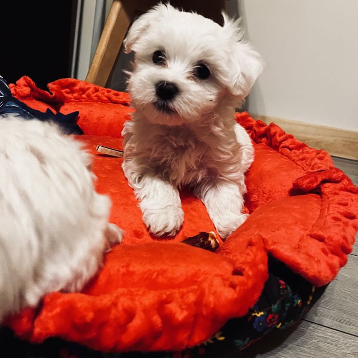 Maltańczyk miniaturka