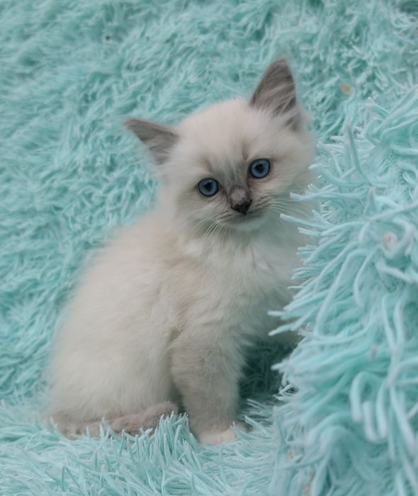 Kotka Ragdoll    .