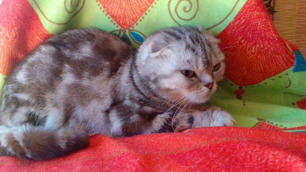 Котёнок шотландец британец