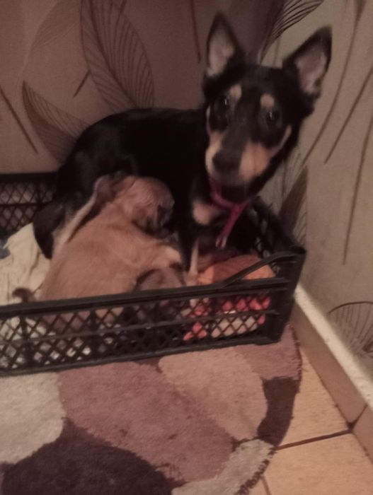 Szczeniaki w dobre recę- za darmo