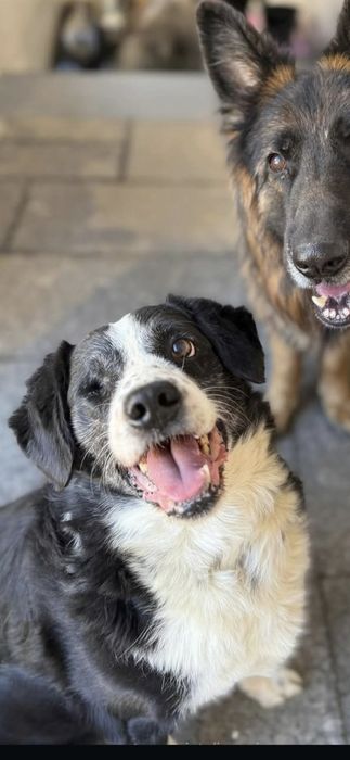 Miły towarzyski kawaler do adopcji