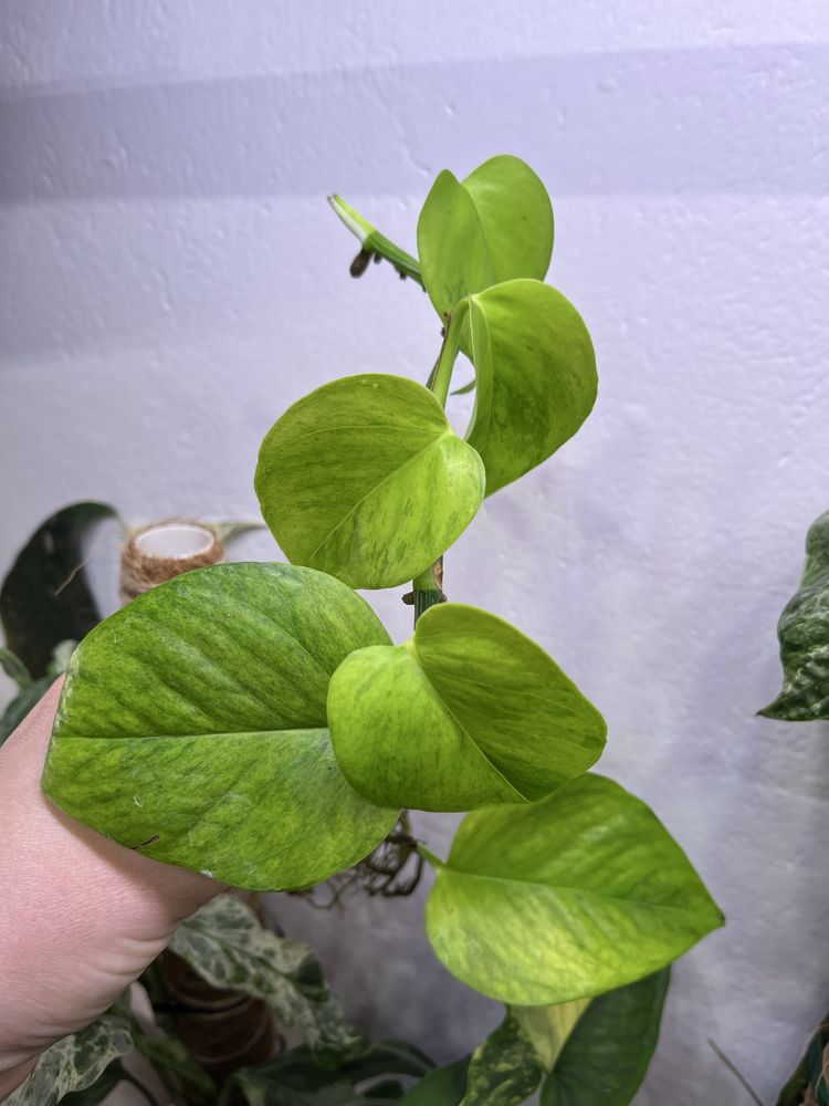 Epipremnum carnival ukorzenione