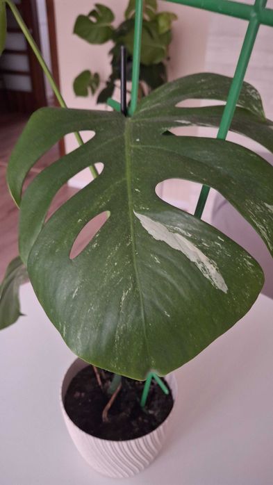 monstera variegata