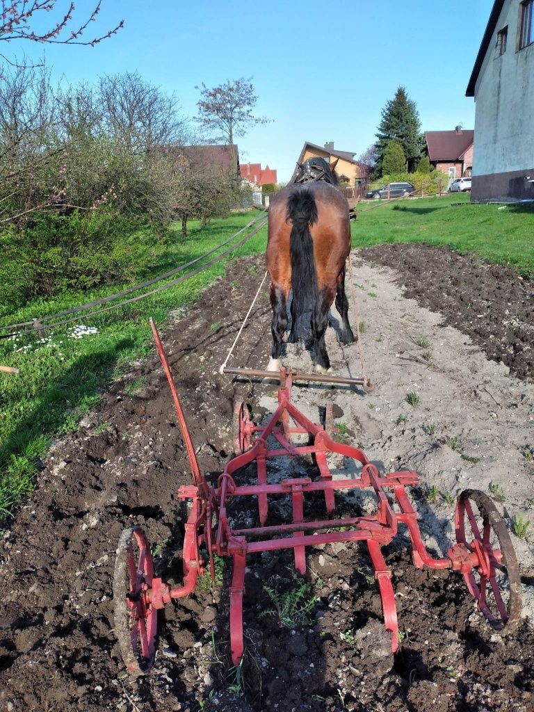 Witam mam pięknego ogiera Śląskiego