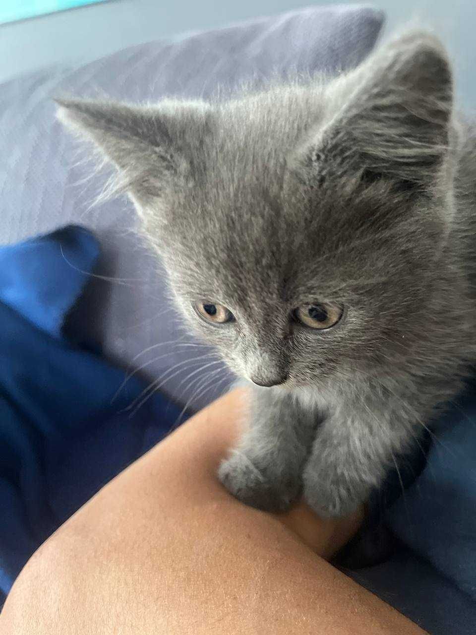 Котик - сіренький
