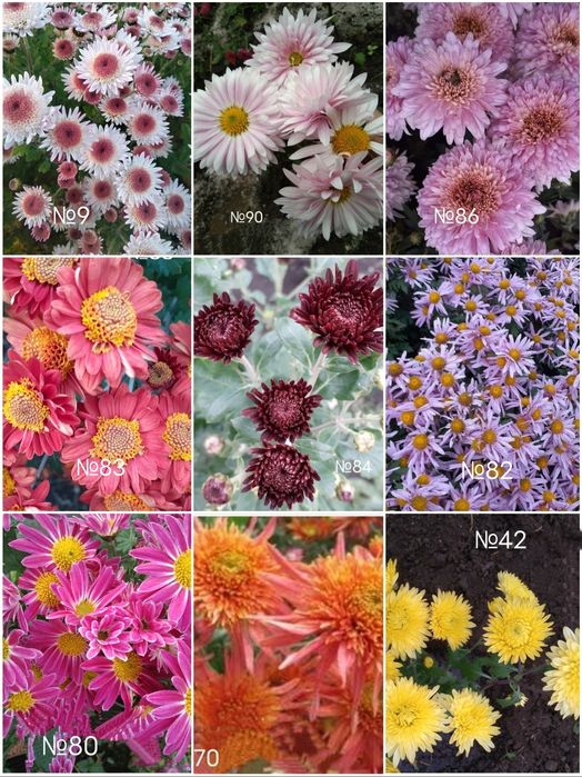 Продам маточне коріння хризантемитеми  різних сортів