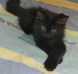 Котёнок черный, мальчик, апрель
