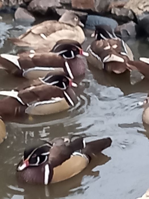 Kaczki karolinki beżowe