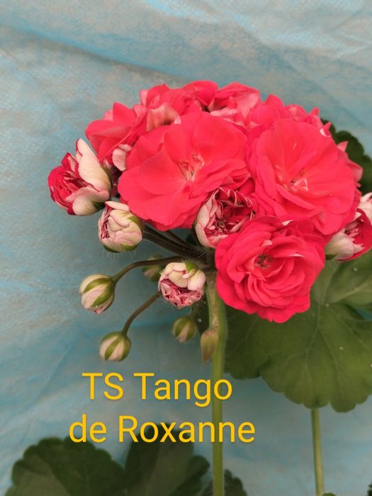 Пеларгонія сортова