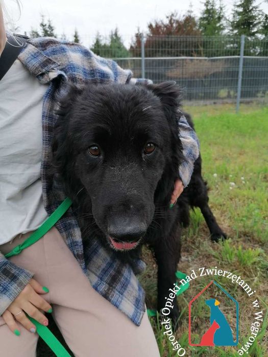 Piesek Doll suzka domu