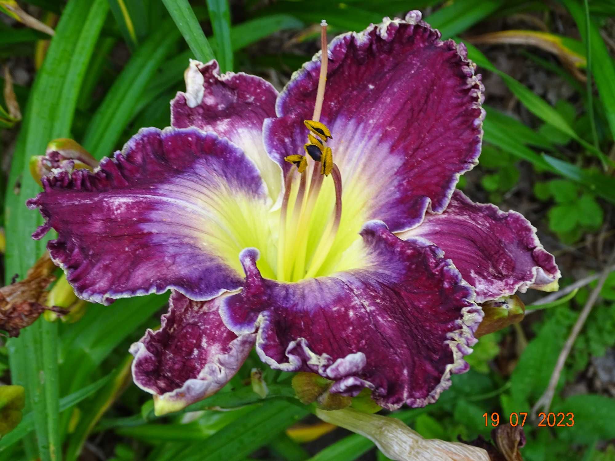 Liliowce – nowe, unikalne odmiany!
