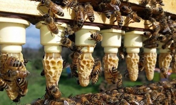 Пчеломатки, бджоломатки Карніка Troisek 1075 (Австрія, f1) матка