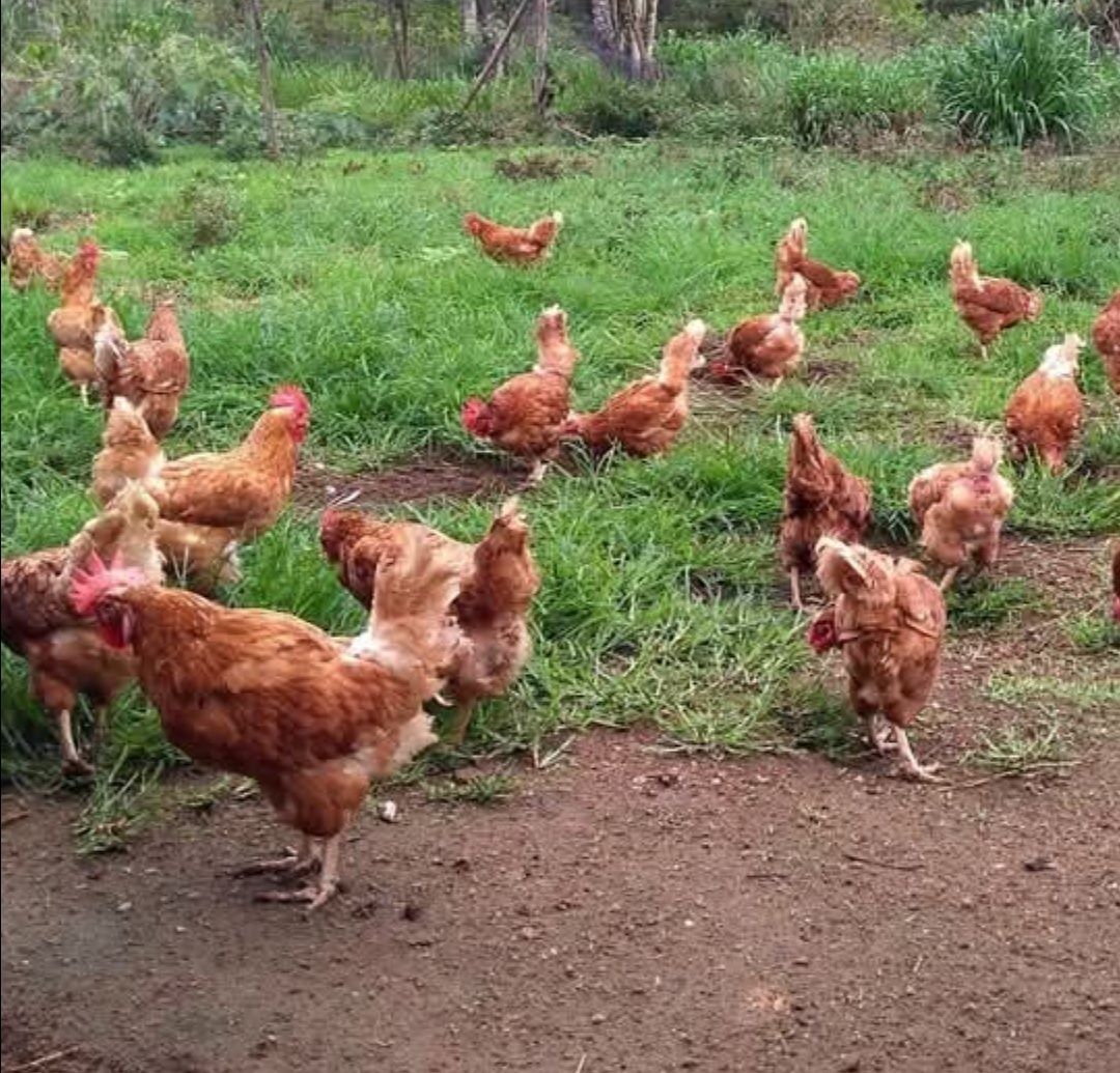 Ovos biológicos de galinhas poedeiras criadas no campo ao ar livre