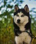 Piękna, młoda suczka w typie husky Inari szuka aktywnego opiekuna