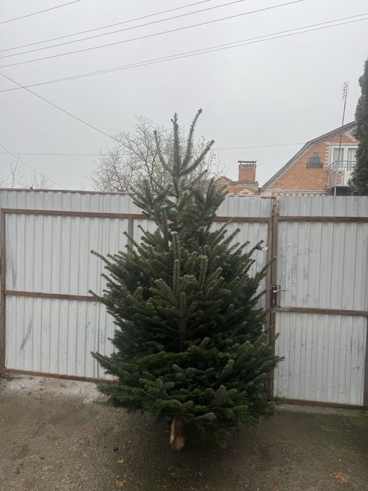 Ялинка жива новорічна наявності