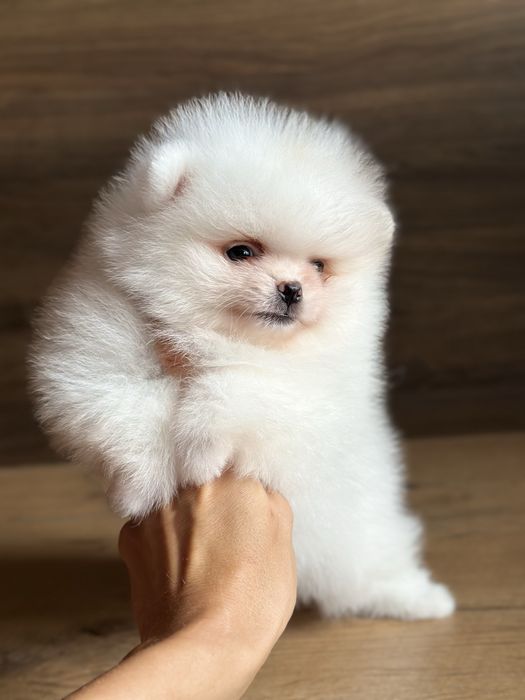 POMERANIAN szpic miniaturowy mini chłopiec :)