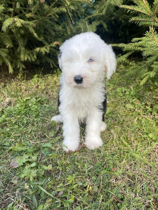 Owczarek staroangielski- Bobtail