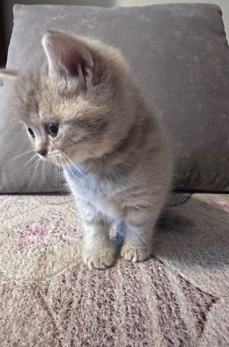 Продам шотландських котиків