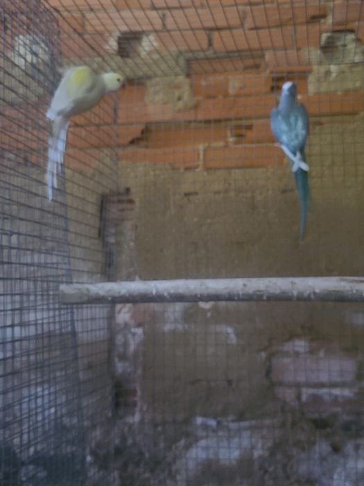 Várias aves disponíveis