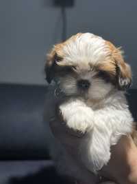 Piesek rasy  Shih Tzu