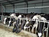 06.06 (czwartek) Nowa dostawa krów mlecznych z Niemiec