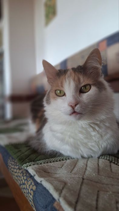 Віддам в добрі руки дуже милу кицю