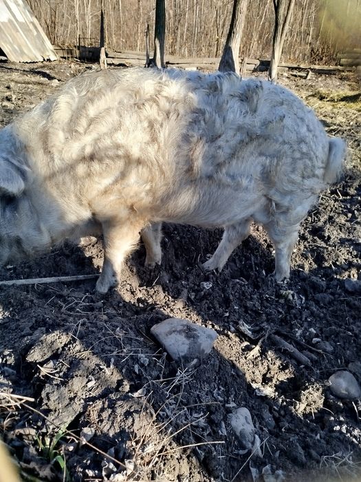 Пухова мангалиця