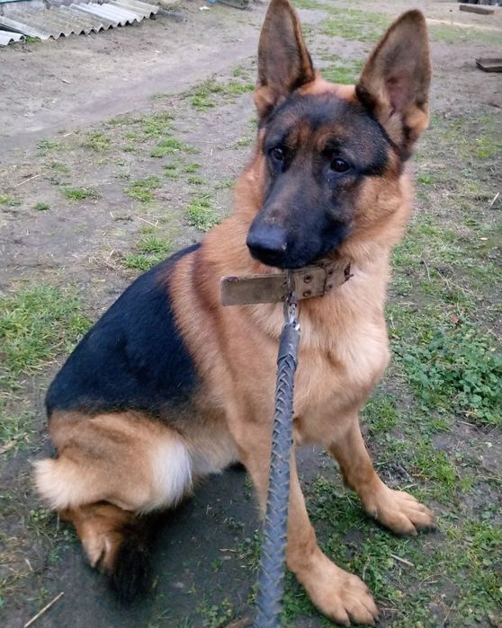 Продам Цуценята німецькі вівчарки.