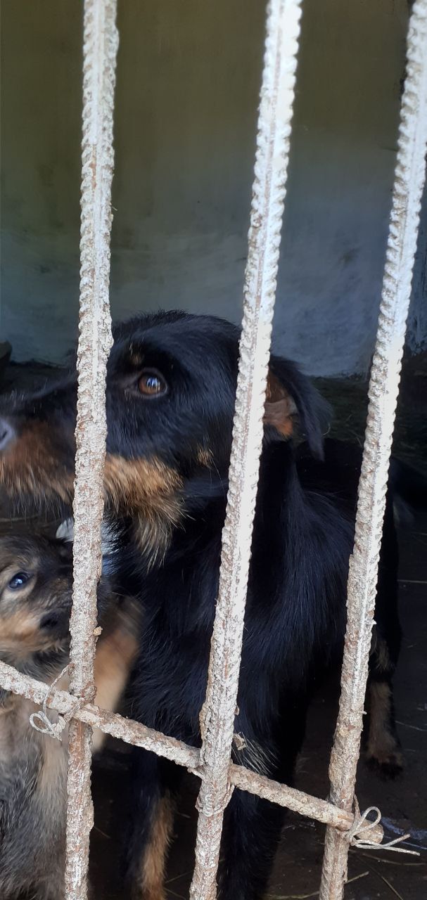 Віддам безкоштовно суку ягда