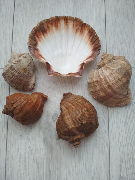 Ракушки, рапани.натуральні. Шкатулка з дерева