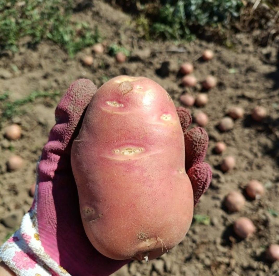 Batata nova vermelha