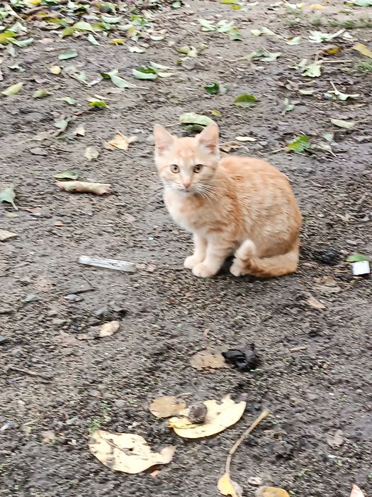 Кошенята - 2 КОТИКИ в добрі руки