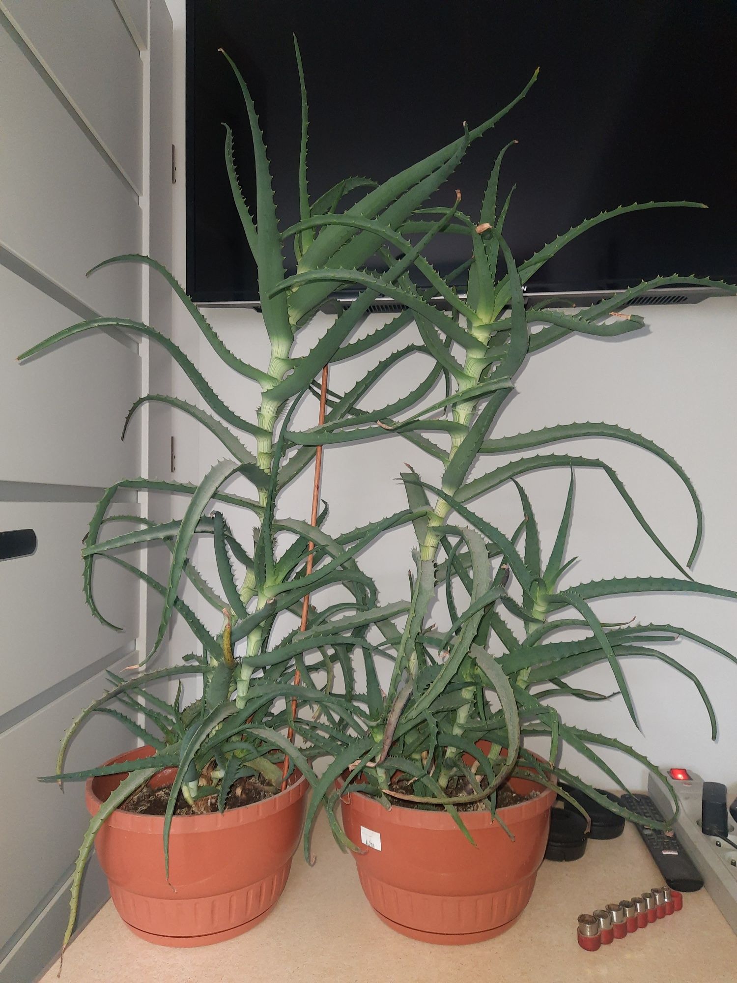 Aloes sprzedam ok. 60cm
