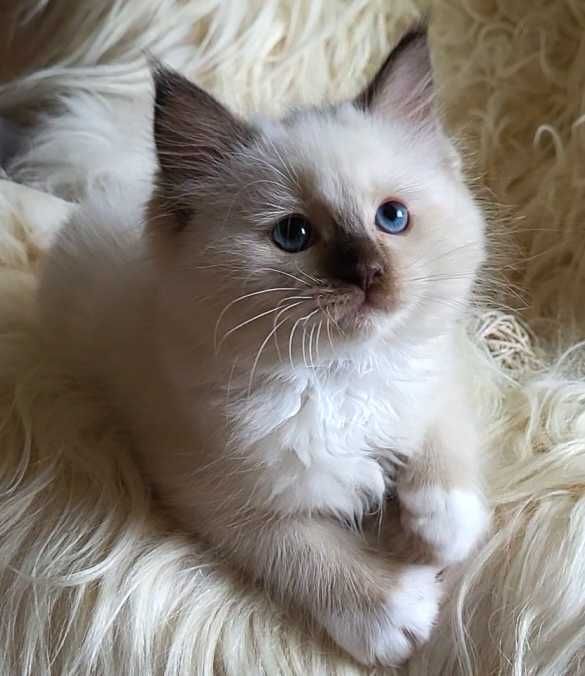 Kocurek Ragdoll z rodowodem WCF- lipiec