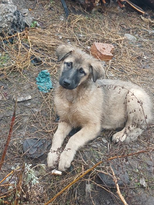 Щенки ищут хозяина