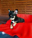 Piesek chihuahua tricolor , gotowy do zmiany domku