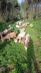 Vendo cabras várias  raças