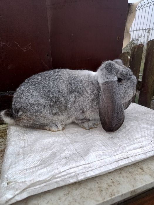 Baran francuski szynszylowy