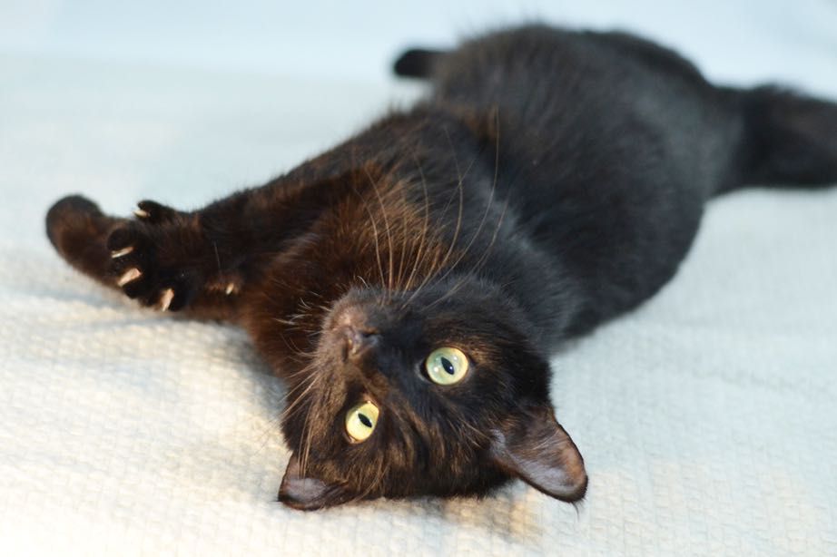 Красотка Мила! 8 месяцев, стерилизована ( кот, кошка, котенок)